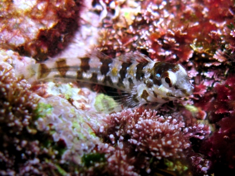 juvenile Lipophrys trigloides